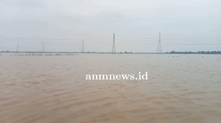 Benih Padi Terendam Banjir, Akan Mati Bila Air Tidak Surut