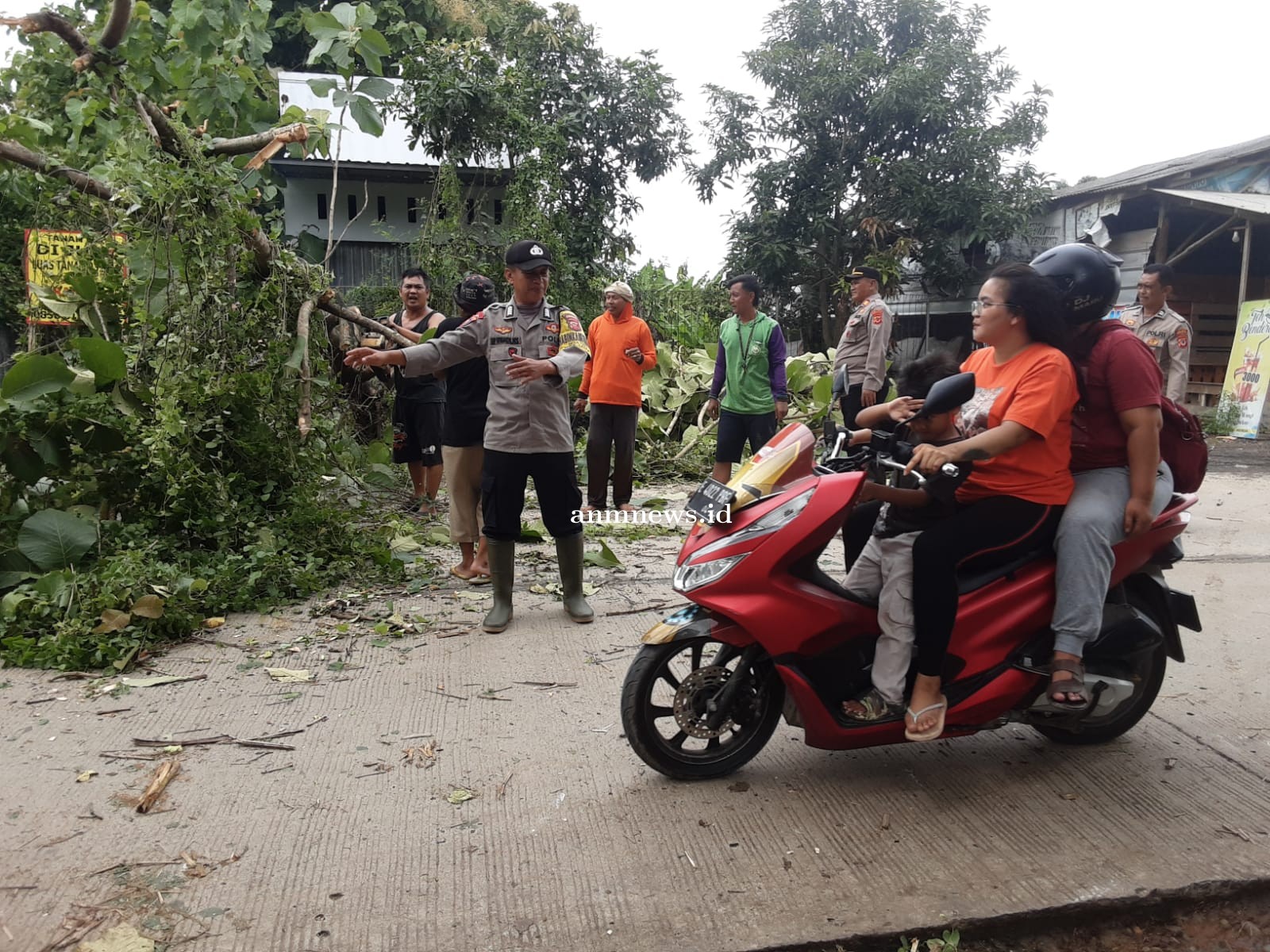 Respon Cepat, Polsek Lelea, Evakuasi Pohon Tumbang di jalan raya Tamansari