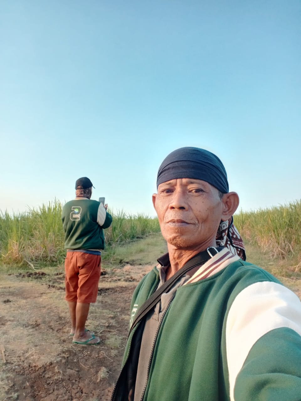 Puluhan Hektar Tanaman Tebu Kemitraan Diserang Hama Tikus