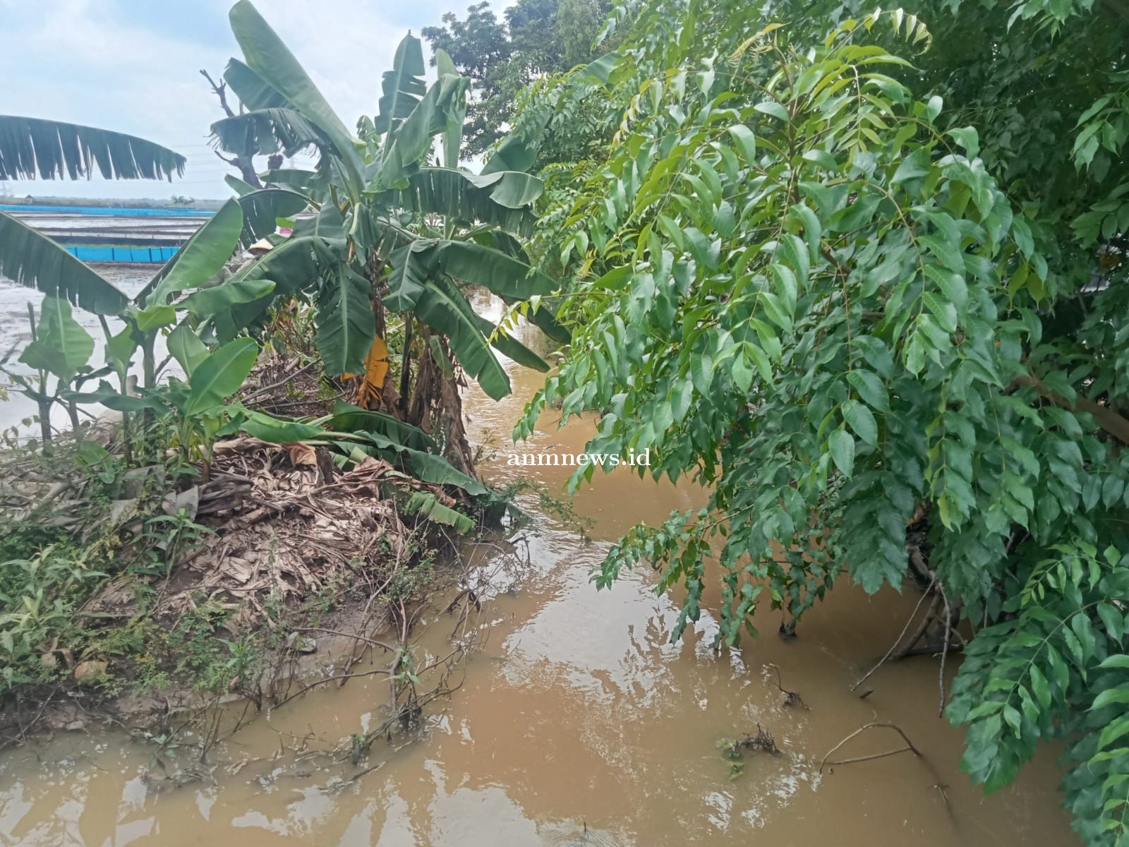 Banyak pohon liar yang tumbuh di saluran pembuang membuat air tidak lancar 