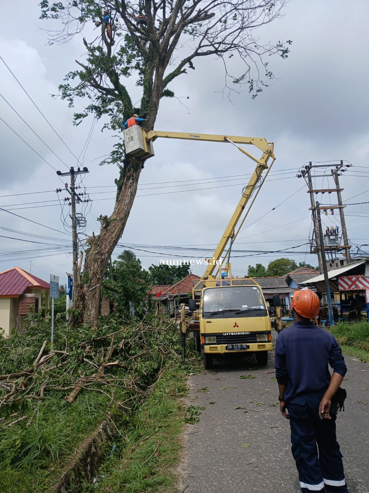 Cegah Kecelakaan, PT Timah dan PLN Lakukan Penebangan Pohon Berisiko di Kawasan Mentok 
